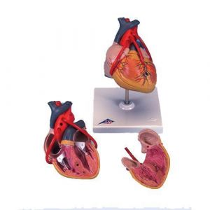 Klasyczny model serca z bajpasami G05