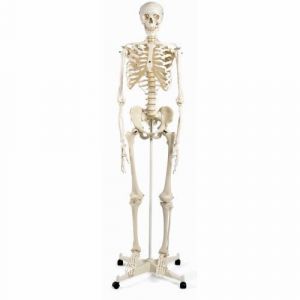 Model ludzkiego szkieletu Stan, zamontowany na stojaku o czterogwiezdnej podstawie A10