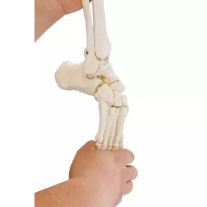 Model szkieletu stopy z kością piszczelową oraz strzałkową Erler Zimmer