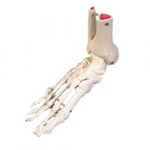 Szkielet prawej stopy i kostki, A31R
