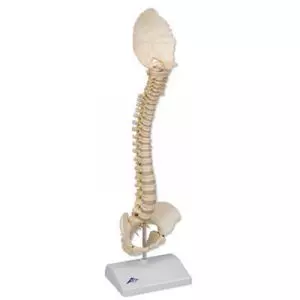 Colonne vertébrale enfant, 3B BONElike™ A52