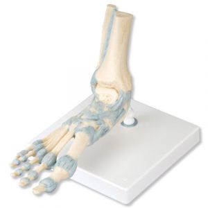 Modèle de squelette du pied avec ligaments M34 3B Scientific