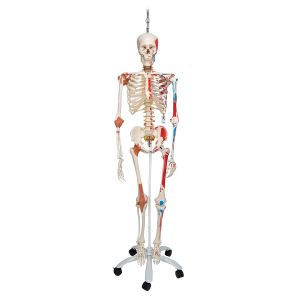 Model szkieletu SAM wiszący na statywie z ruchomym kręgosłupem A13/1