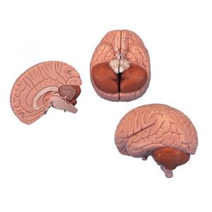 Standardowy model mózgu C 15