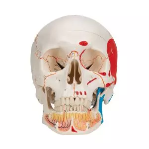 Standardowy model czaszki z odkrytą dolną szczęką A22/1