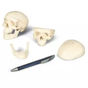 Mini czaszka, trzy części A18/15