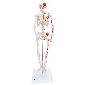 Miniatura modelu szkieletu - 