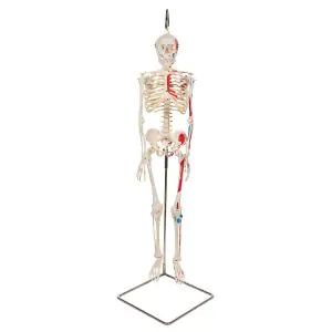 Miniaturowy model szkieletu - 
