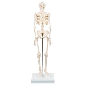 Mini szkielet Shorty na statywie A18