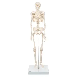 Mini szkielet Shorty na statywie A18