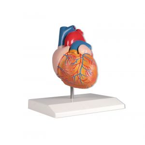 Model serca naturalnej wielkości 2 części, Erler Zimmer