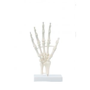 Model szkieletu dłoni Erler Zimmer