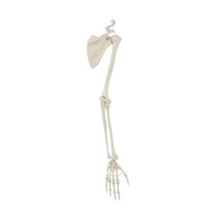 Model szkieletu ramienia z obręczą barkową Erler Zimmer