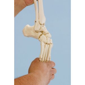 Model szkieletu stopy z kością piszczelową oraz strzałkową Erler Zimmer