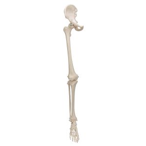 Model szkieletu prawej nogi z kością biodrową, A36R