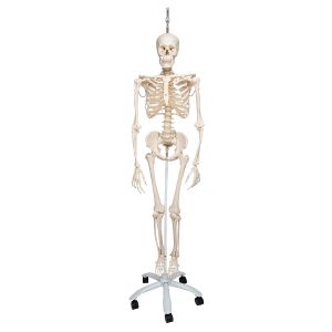 Funkcjonalny model szkieletu człowieka, A15/3