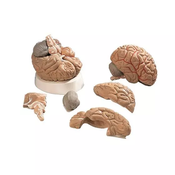 Model mózgu z tętnicami VH405