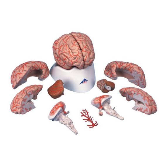 Model mózgu z tętnicami C20