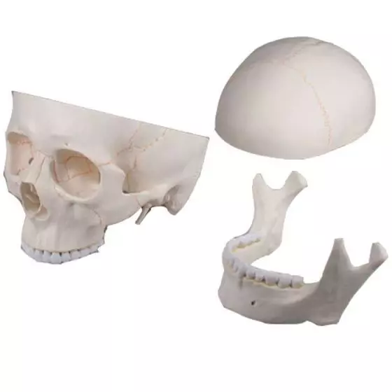 Model czaszki, 3 części Erler Zimmer