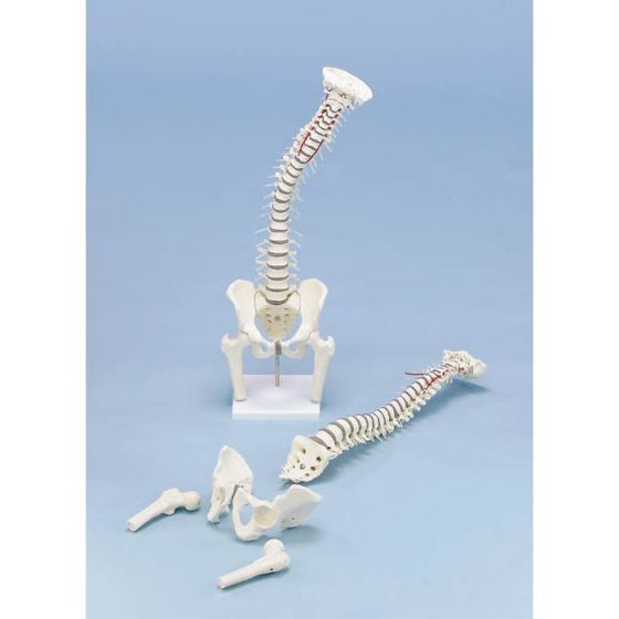 Model kręgosłupa z wyjmowaną miednicą i częścią kości udowej na statywie