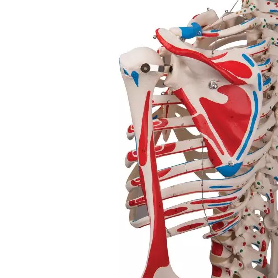 Szkielet Anatomiczny MAX stojący na statywie, A11