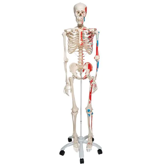 Szkielet Anatomiczny MAX stojący na statywie, A11