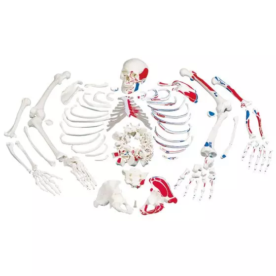 Zdemontowany model ludzkiego szkieletu z pomalowanymi przyczepami mięśniowymi A05/2