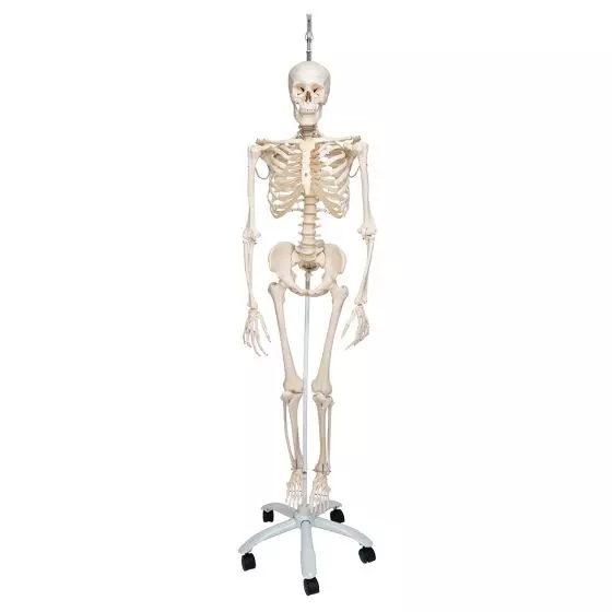 Funkcjonalny model szkieletu człowieka, A15/3