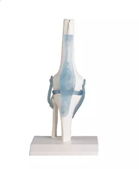 Model stawu kolanowego z więzadłami Erler Zimmer 