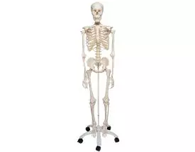 Squelette corps humain classique de taille réelle - Mediprem