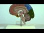 Section droite du cerveau humain avec représentation du cortex cérébral C221 Erler Zimmer