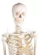Model szkieletu człowieka "Hugo" Erler Zimmer