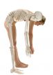Model szkieletu człowieka "Hugo" Erler Zimmer