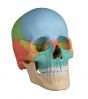 Dydaktyczna czaszka osteopatyczna, 22-częściowa, R 4708 Erler Zimmer