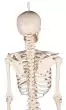Model miniatury szkieletu, Erler Zimmer